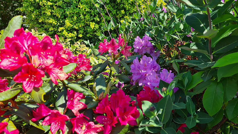 2021-06-06 14.10.46.jpg